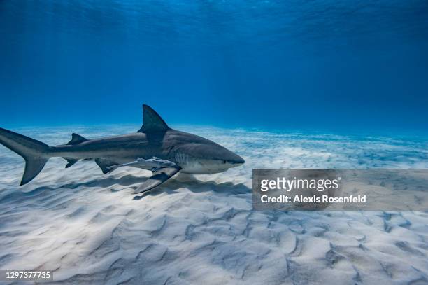 Bull shark swimming on a sandy bottom on December 21, 2007 in the Bahamas, Caribbean Sea. Carcharhinus leucas belongs to the group of the five most...