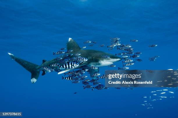 Oceanic whitetip shark , also called Oceanic shark, swims close to the surface followed by pilot-fish , on December 5, 2007 around the Brothers...