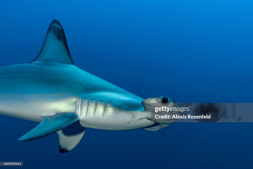 Portrait of hammerhead shark...