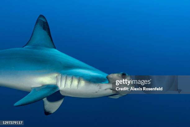 Portrait of hammerhead shark swimming near Daedalus Island on May 01 off the coast of Egypt, Red Sea. Daedalus Island is a hotspot for scuba diving...