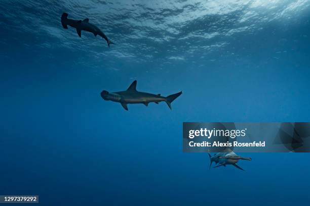 Hammerhead sharks swimming around Daedalus Island on May 01 off the coast of Egypt, Red Sea. Daedalus Island is a hotspot for scuba diving in Egypt...