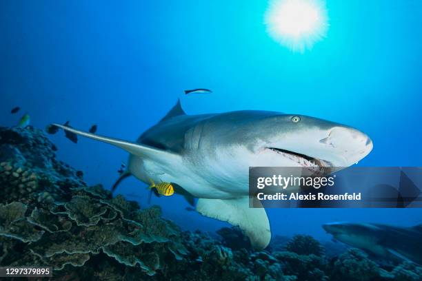 Sicklefin lemon shark evolves over a coral reef on January 21, 2021 in Moorea, French Polynesia, Pacific Ocean. Also called sharptooth lemon shark,...