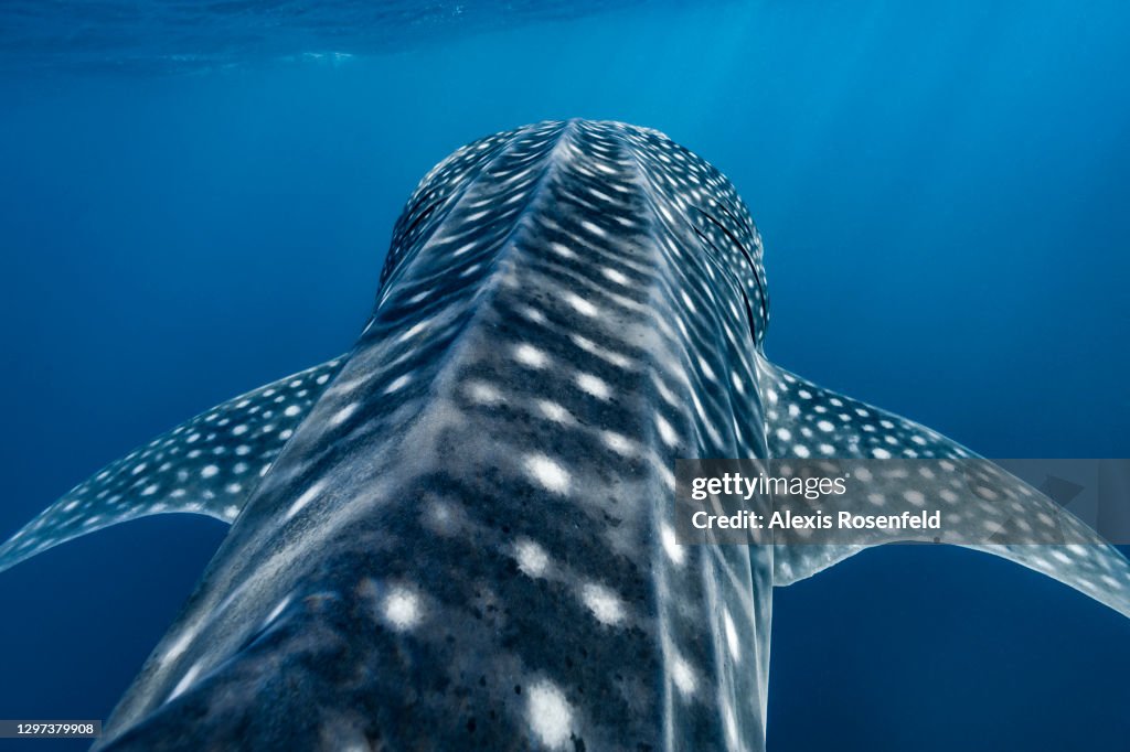 Top view of a whale shark...