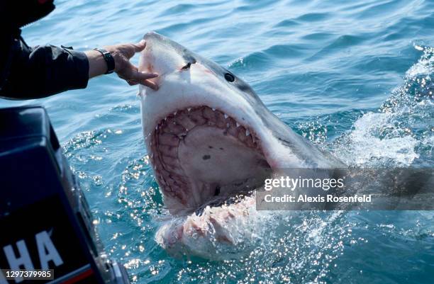 Great white shark baited by the animal guide, Andre Hartmann, surfaces with an impressive open mouth on December 02, 2007 in Gansbaii, South Africa,...