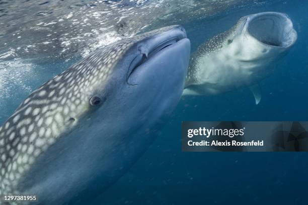 Whale sharks are eating plankton on the surface on December 01 in the Gulf of Tadjourah, Djibouti, Indian Ocean. Djibouti is a world famous place for...