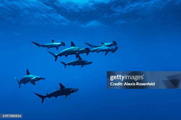 School of hammerhead sharks swims near Daedalus Island on May 01 off the coast of Egypt, Red Sea. Daedalus Island is a hotspot for scuba diving in...