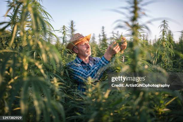 farmer inspeccionando sus plantas de cannabis en el campo de cáñamo. - cannabis oil fotografías e imágenes de stock