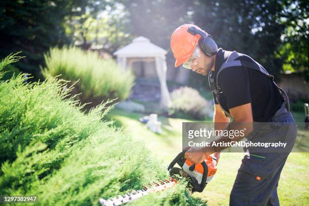professional gardener using electric saw, cutting hedge in the garden. - landscaped stock pictures, royalty-free photos & images