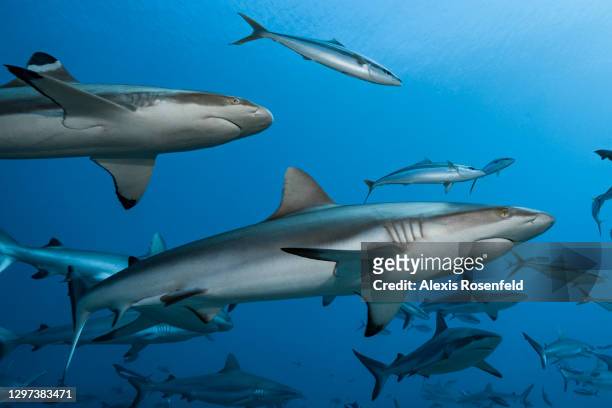 Group of grey reef shark and blacktip reef sharks swimming at the famous dive site, La Vallée Blanche, on February 25 Tahiti, French Polynesia,...