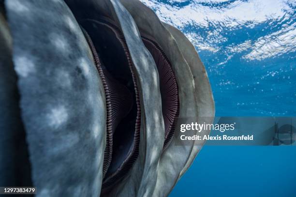 Close-up of the enormous gill slits of a whale shark on december 01 in the Gulf of Tadjourah, Djibouti, Indian Ocean. Rhincodon typus is a filter...