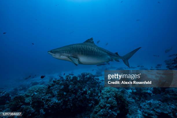 Female tiger shark swims over the reef, at La Vallée Blanche, a famous scuba diving site, on March 05 Tahiti, French Polynesia, Pacific Ocean....