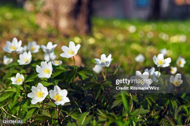 wood anemones in their natural habitat - anemone stock-fotos und bilder