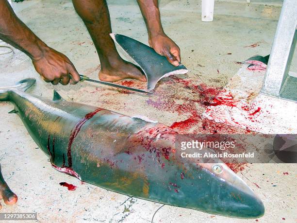 Grey reef shark lying dead on the deck of a boat has been caught for its fins on January 10 Madagascar, Mozambique Channel, Indian Ocean. The revenue...
