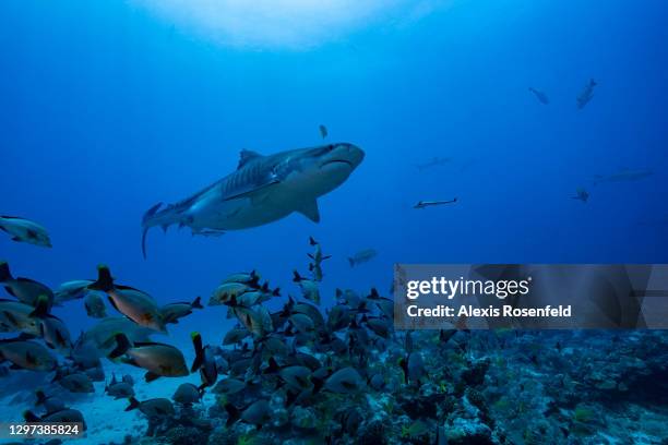 Female tiger shark swims over the reef, at La Vallée Blanche, a famous scuba diving site, on March 05 Tahiti, French Polynesia, Pacific Ocean....