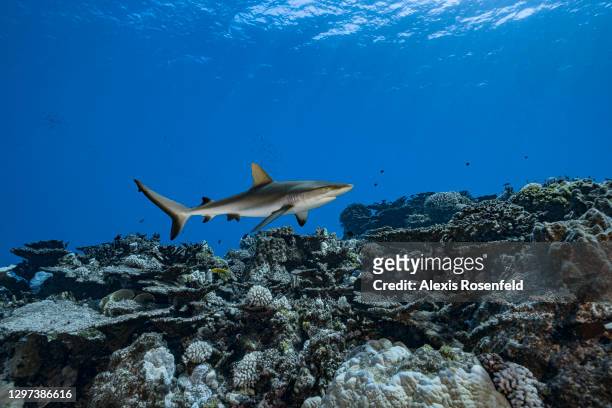 Grey reef shark is patrolling the coral reefs of Rikitea on February 19 Gambier Archipelago, French Polynesia, Pacific Ocean. Carcharhinus...