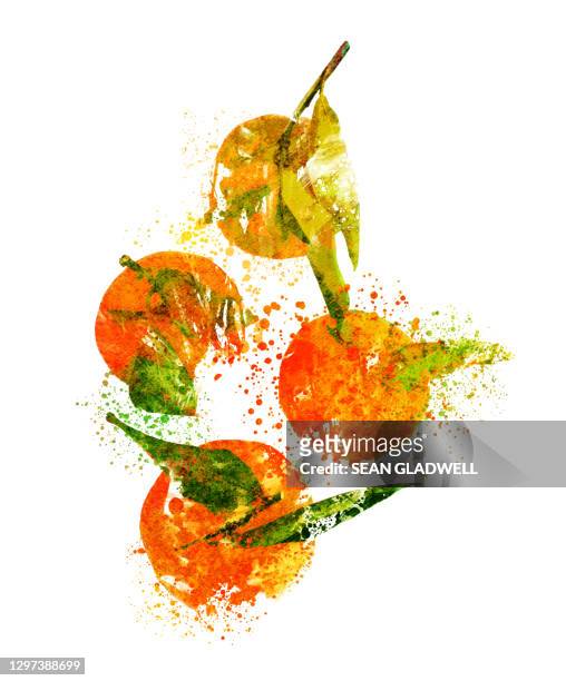 tangerine oranges illustration - tangerine sketch stock pictures, royalty-free photos & images