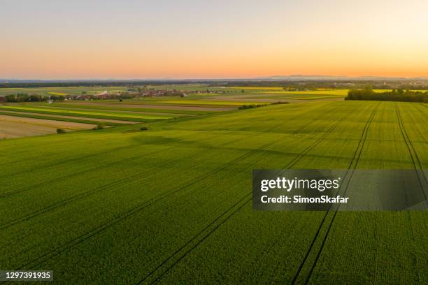 vista panorámica del campo de trigo - plantación fotografías e imágenes de stock