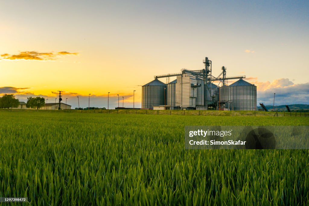 Domaine de blé au coucher du soleil avec des silos de grain dans le sol arrière