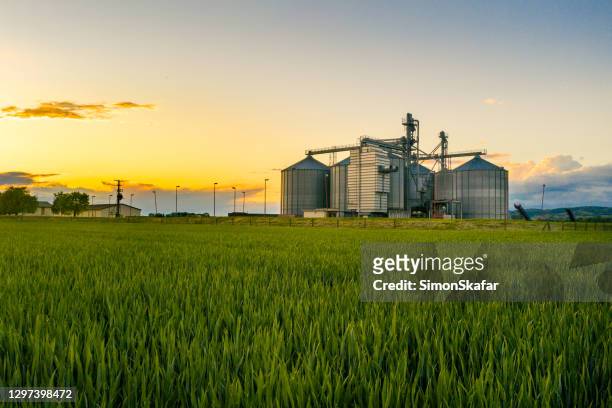 domaine de blé au coucher du soleil avec des silos de grain dans le sol arrière - champ ferme photos et images de collection