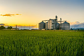 Field of wheat at sunset with grain silos in the back ground