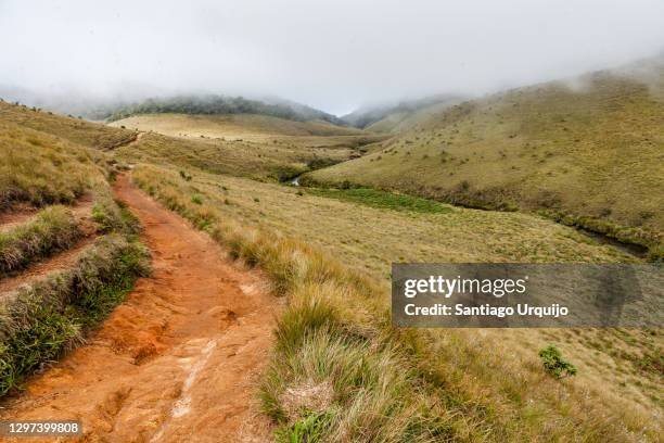 grassland and cloud forest in horton plains national park - temperierter-regenwald stock-fotos und bilder