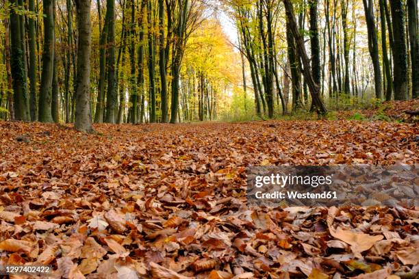 forest floor covered in fallen autumn leaves - forest floor fotografías e imágenes de stock