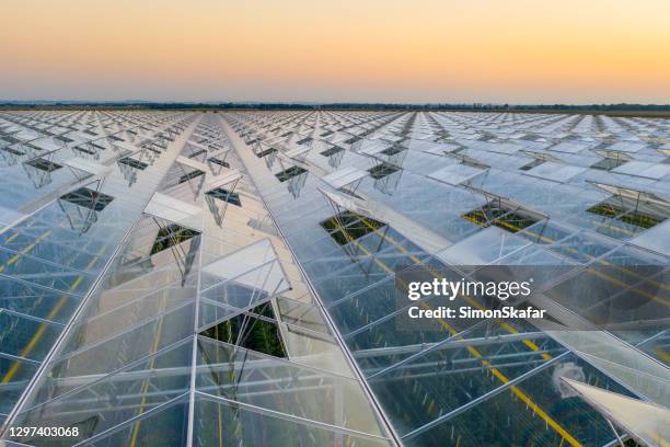 aerial view of greenhouse for growing vegetable during idyllic sunset - green house stock pictures, royalty-free photos & images