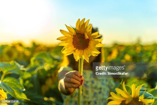 close up of girl's hand holding sunflower - sunflowers stock pictures, royalty-free photos & images