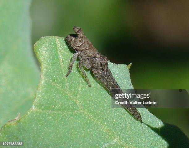 crab spider (tmarus piger), female - algarve crab stock pictures, royalty-free photos & images