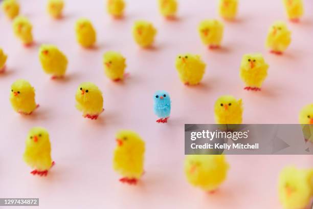 easter chickens in a grid on pink background - individu étrange photos et images de collection