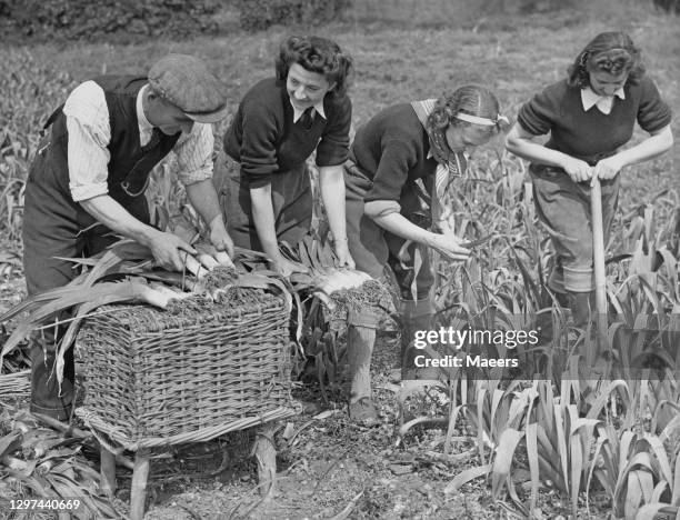 Three members of the Women's Land Army and a male farm worker digging up the late leek plant crop on 9th May 1941 at Cropthorne Farm near Pershore in...