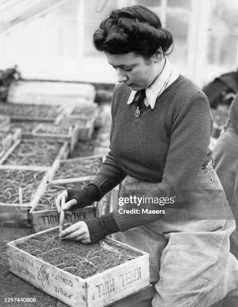 Member of the Women's Land Army hand picking onion plants that had been grown from seed on 7th February 1942 at the Coronation Greenhouses in...