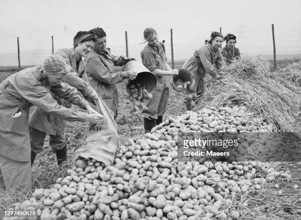 Members of the Women's Land Army stacking and protecting potatoes from frost with layers of straw during the potato harvest on 28th September 1939 on...