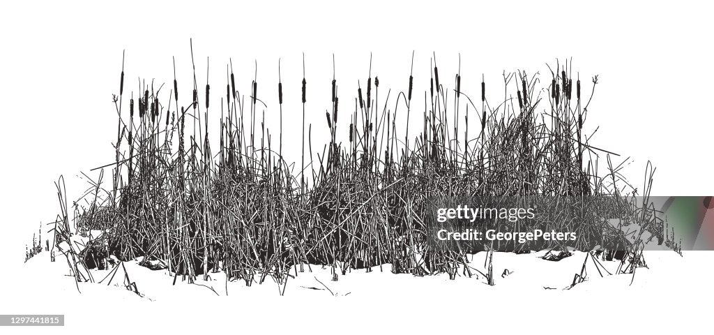 Cattails