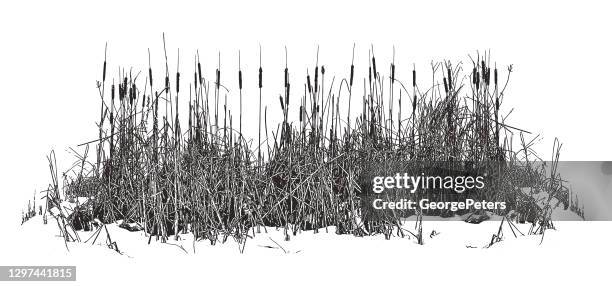 cattails - reed bed stock illustrations
