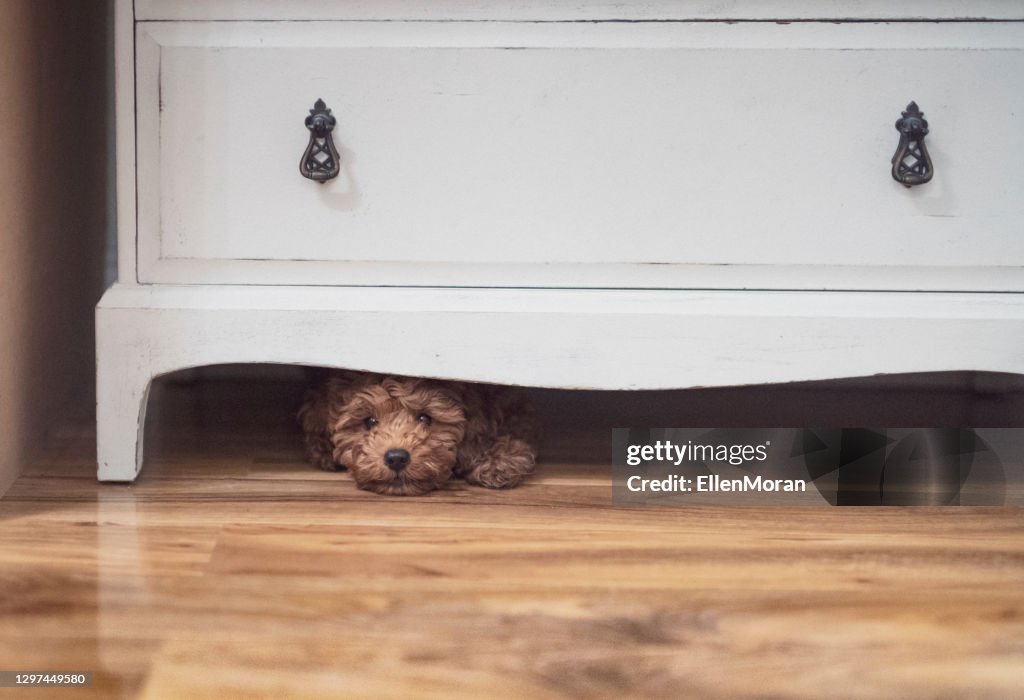 Puppy Hiding