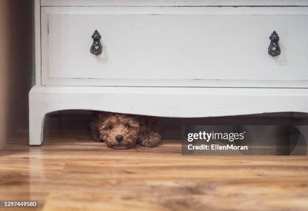 puppy hiding - tímido imagens e fotografias de stock