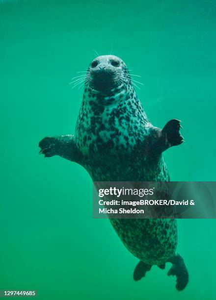 harbour seal or common seal (phoca vitulina) swimming under water, captive, germany - foca común fotografías e imágenes de stock