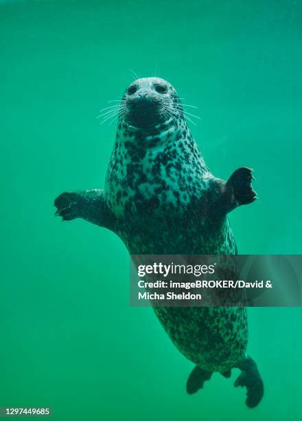 harbour seal or common seal (phoca vitulina) swimming under water, captive, germany - knubbsäl bildbanksfoton och bilder