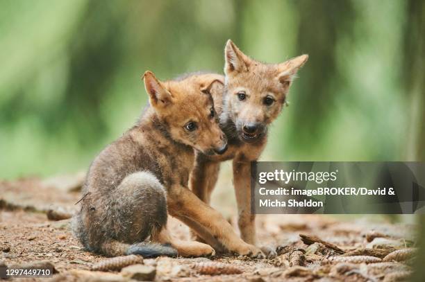 Wolves Roughhousing Space Wolves Photos and Premium High Res Pictures - Getty Images