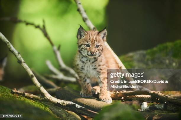 eurasian lynx (lynx lynx), kitten sitting on the forestground, captive, germany - eurasian lynx stock pictures, royalty-free photos & images