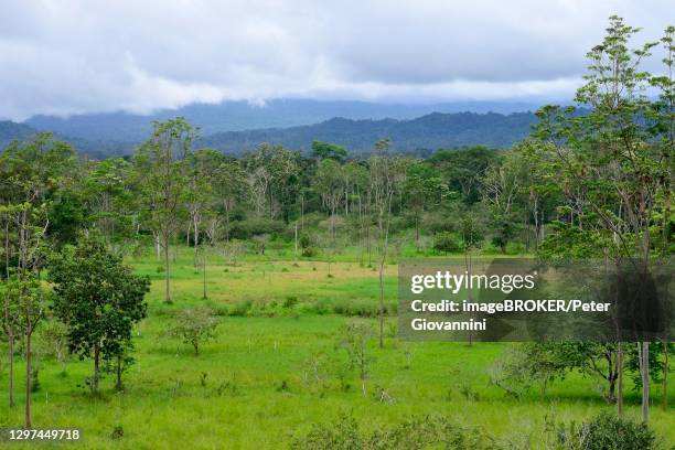 Techa Ecuador 78 Tena Ecuador Stock Photos, High-Res Pictures, and Images - Getty Images