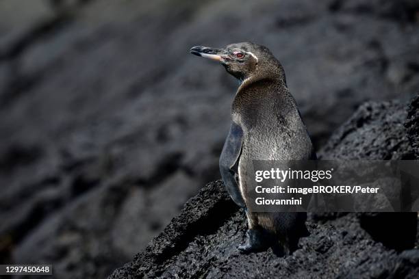 galapagos penguin (spheniscus mendiculus) standing on lava rock, isabela island, galapagos, ecuador - galapagos penguin stock pictures, royalty-free photos & images