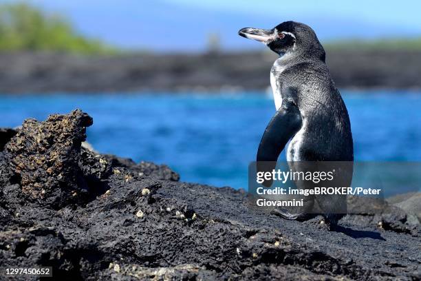 galapagos penguin (spheniscus mendiculus) standing on lava rock, isabela island, galapagos, ecuador - galapagos penguin stock pictures, royalty-free photos & images