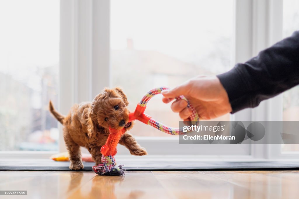 Puppy Playing Tug