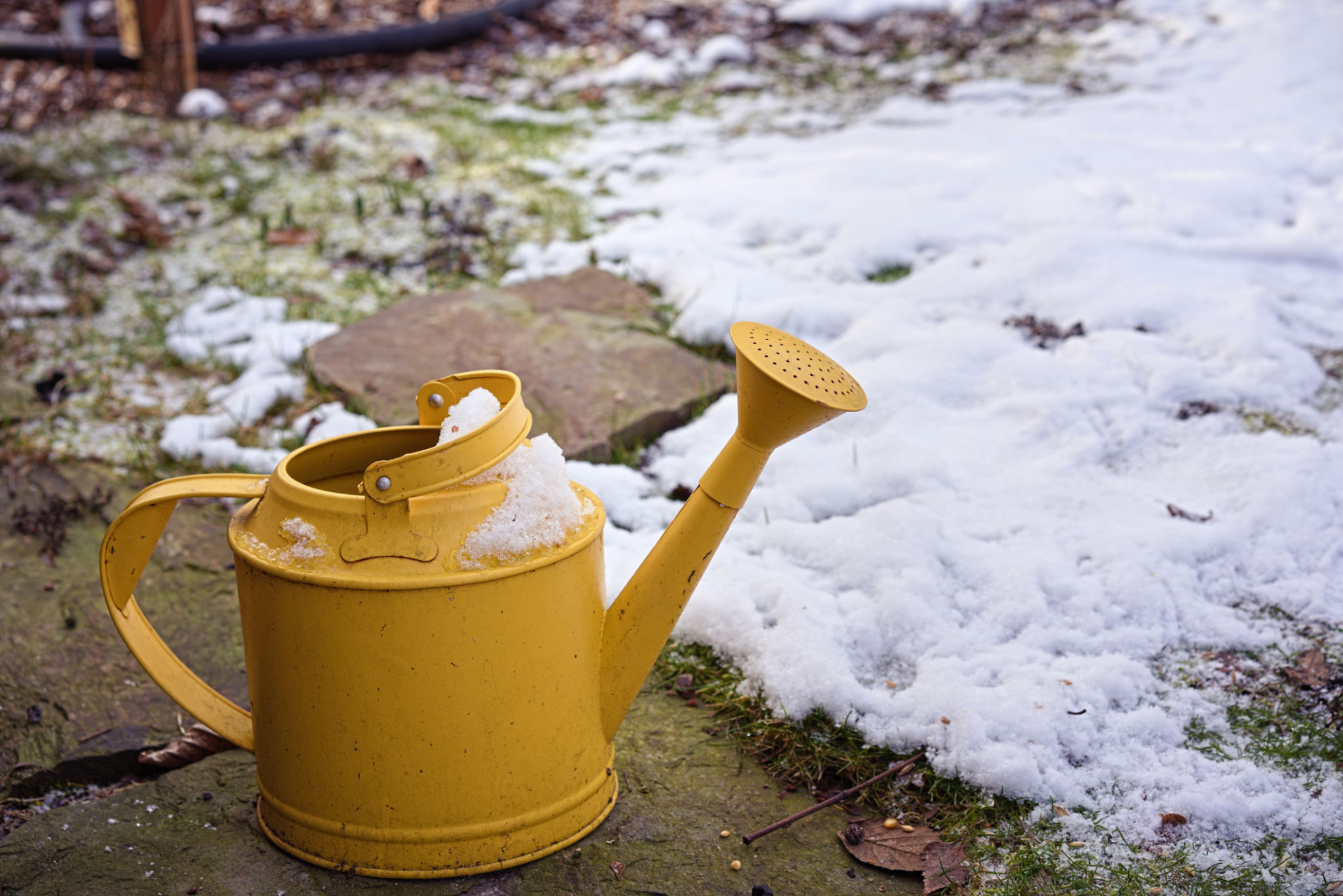 winter watering