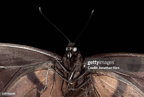 extreme close up of butterfly face. - spice swallowtail butterfly stock pictures, royalty-free photos & images