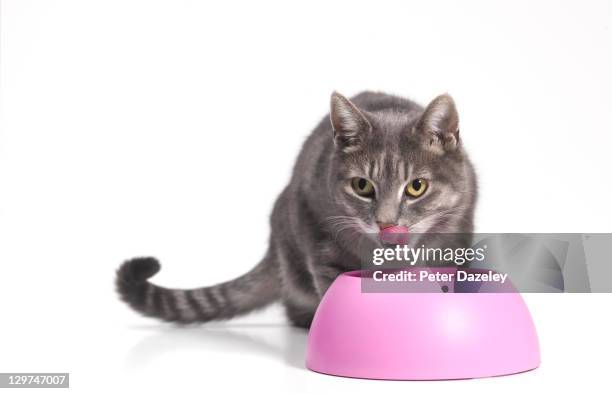 cat eating food with tongue out with copy space - cat family stock pictures, royalty-free photos & images