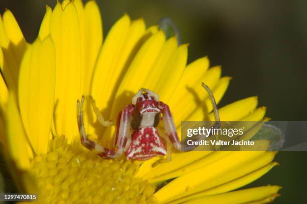 pink crab spider (thomisus onustus) - algarve crab stock pictures, royalty-free photos & images