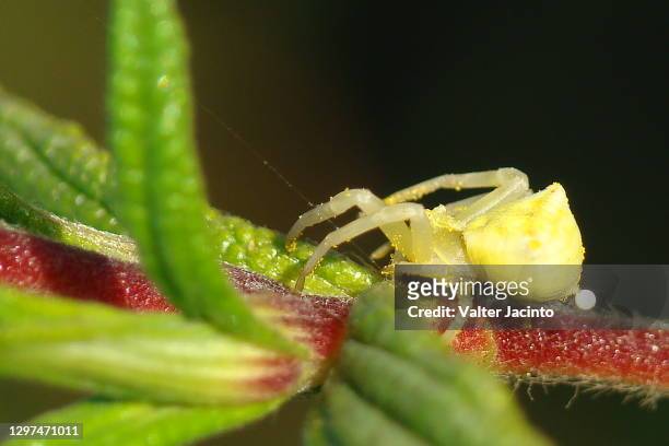 pink crab spider (thomisus onustus) - algarve crab stock pictures, royalty-free photos & images